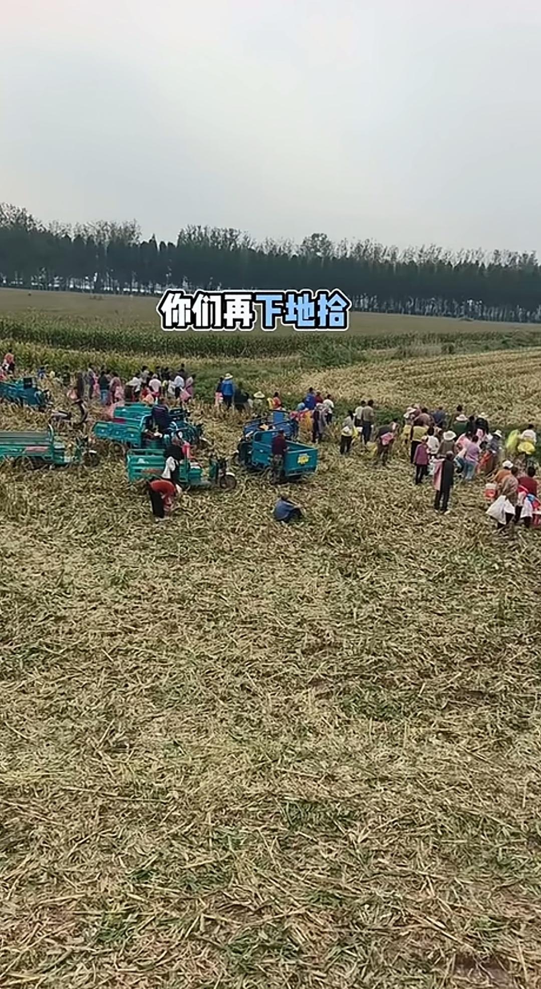 收割田边围了这么一大群人，是过来帮忙收玉米的吗？远远望去，正在作业的收割田边挤