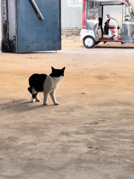 奶牛猫走出了六亲不认的步伐​​​