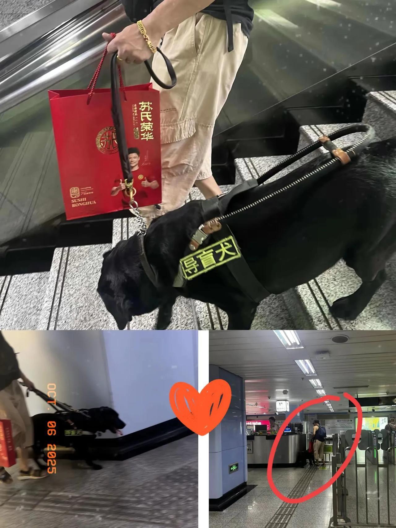 今早坐地铁，撞见特别揪心的一幕：导盲犬要带主人下楼梯，没等动作就被主人劈头盖脸骂