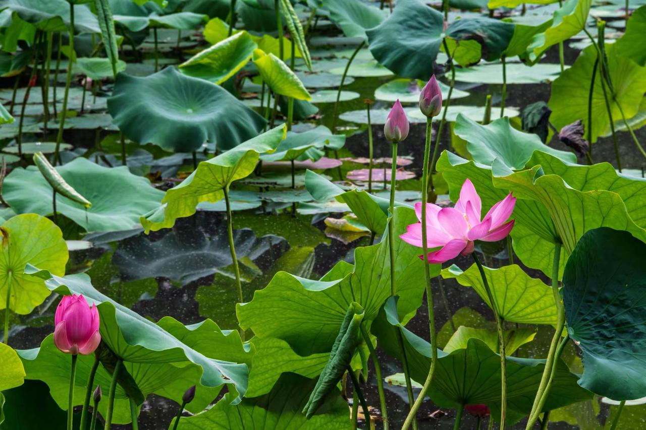 杭州西湖曲院风荷。杭州西湖曲院风荷荷花盛开的季节我镜头下的荷花夏日清荷