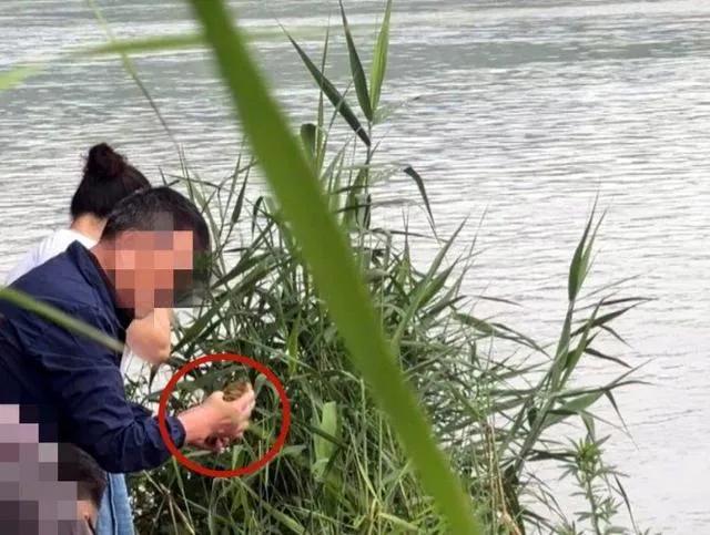 成都多人肆意放生入侵物种巴西龟！好心劝阻反遭呵斥，伪善放生不是积德是作恶2