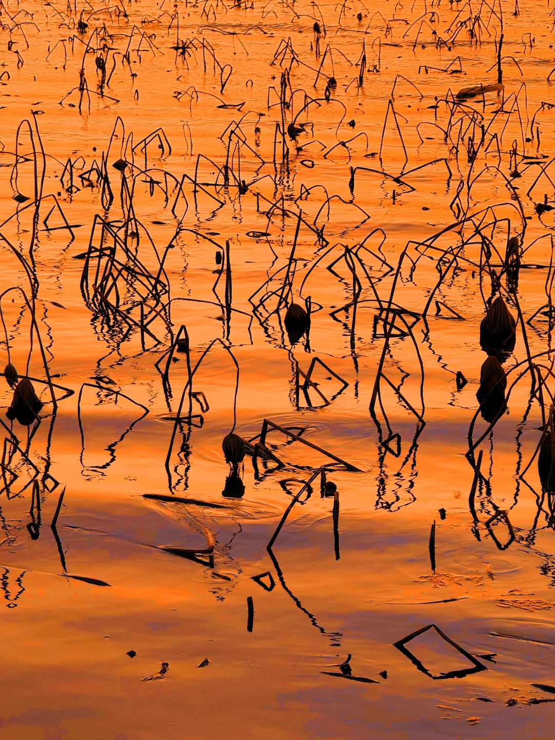 live❗️我终于看到吴冠中画的《残荷》活过来了