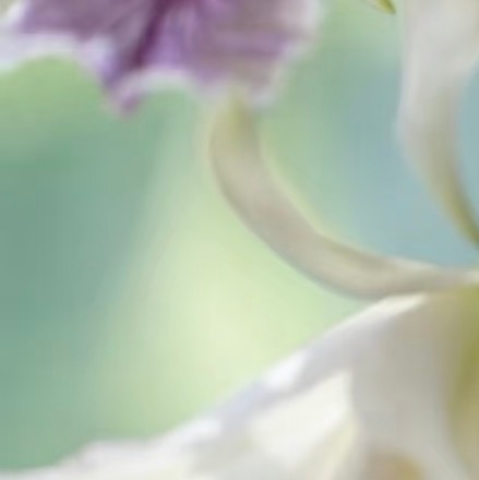 0000卡特兰的核心种植方法：1.栽培基质：优先用水苔、树皮、木炭（5:3:2