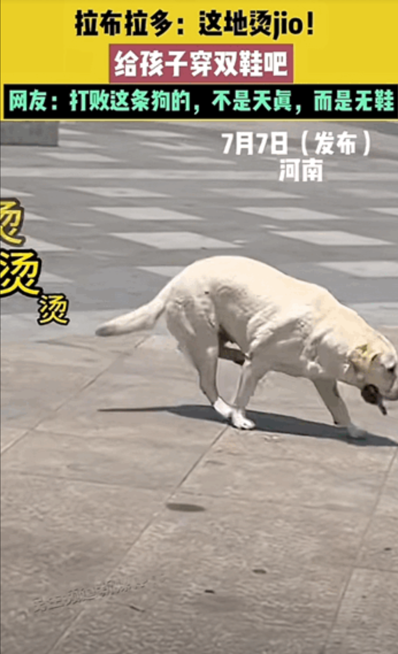 河南，大热天狗子硬要出去玩，主人无奈只好带出去，结果走上马路后四只脚换着抬，站着