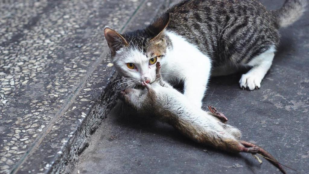 猫捉老鼠简谱_儿歌猫捉老鼠简谱(3)