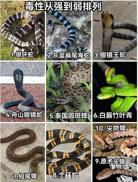 国内十大毒蛇，野外遇到赶紧躲避！博主啊宝讲毒蛇1天涨粉190万​​​