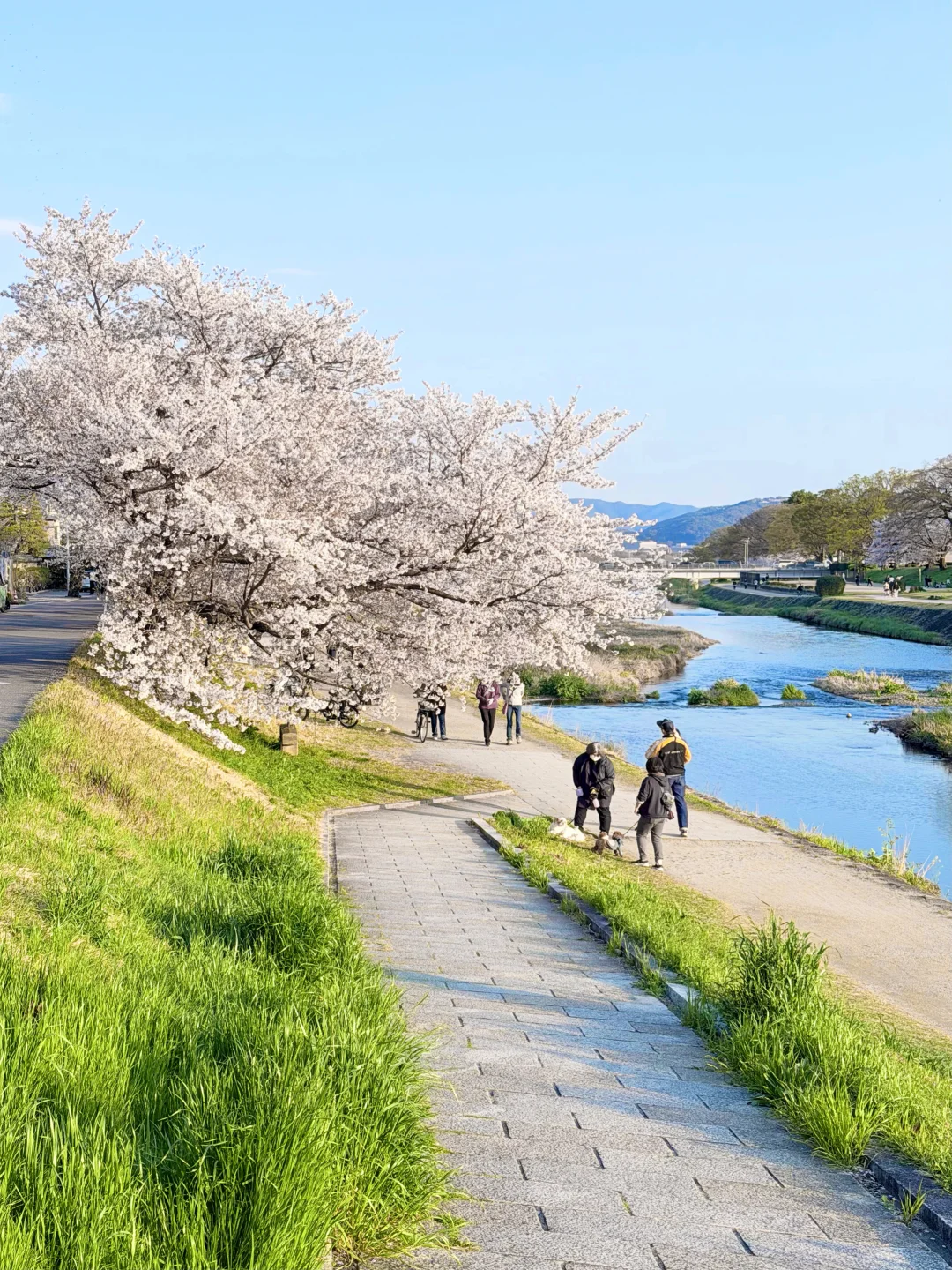 4.2live樱花开爆了🌸鸭川赏花路线图