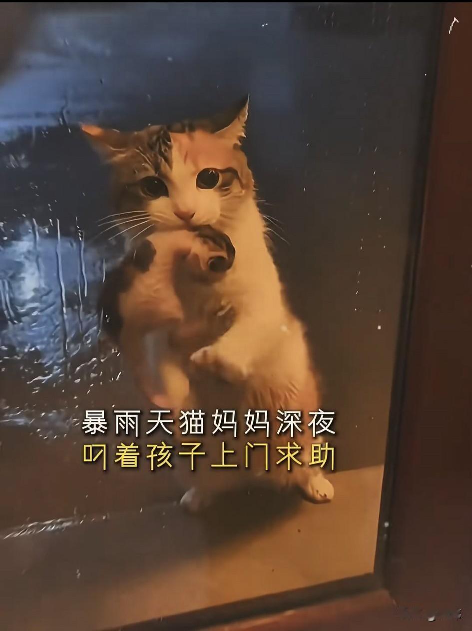 泪目了！这天夜里，天下着大雨，一位小姐姐坐在家里刷着手机喝着咖啡，非常惬意，可突