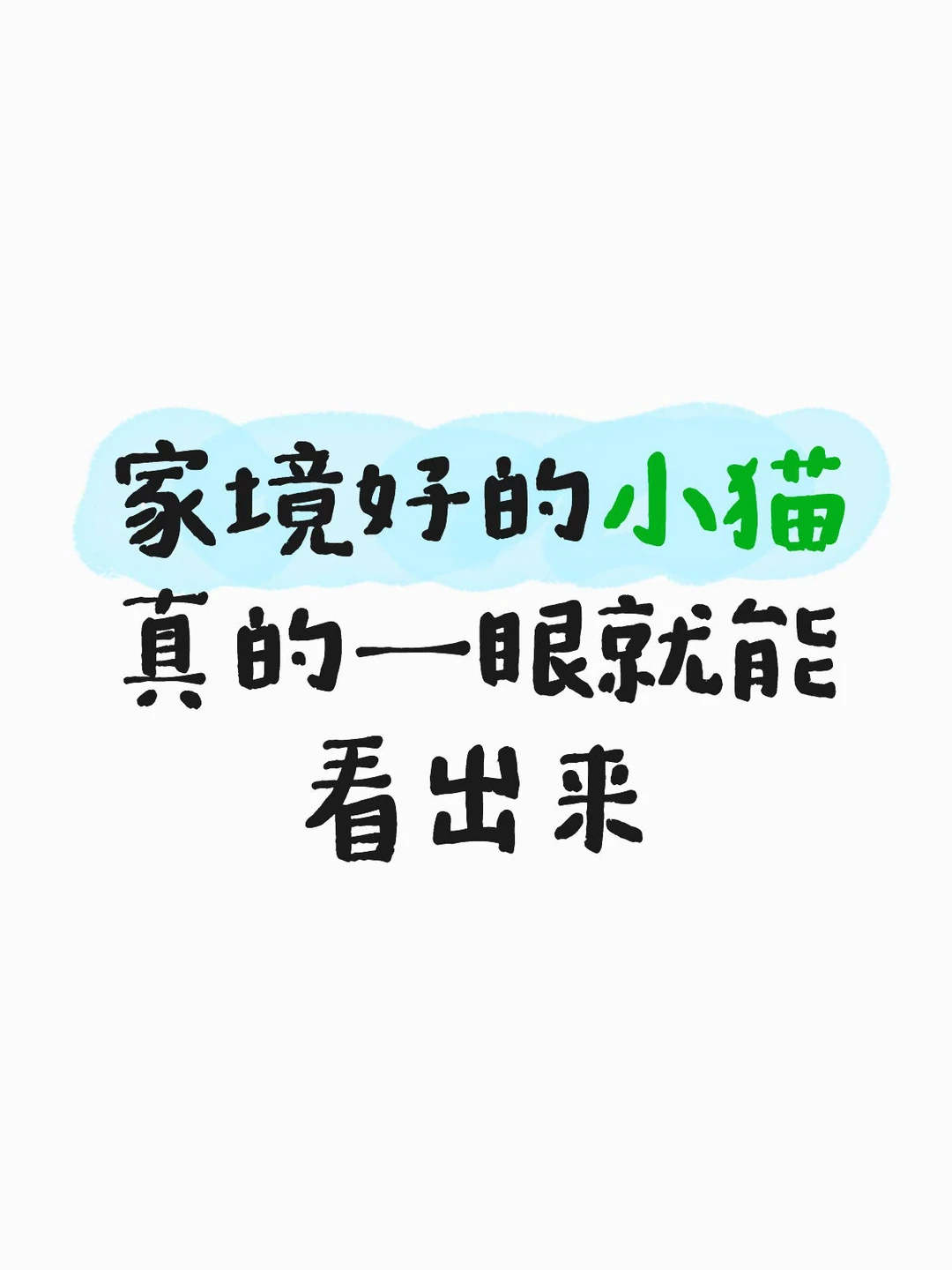 家境好的小猫真的一眼就能看出来
