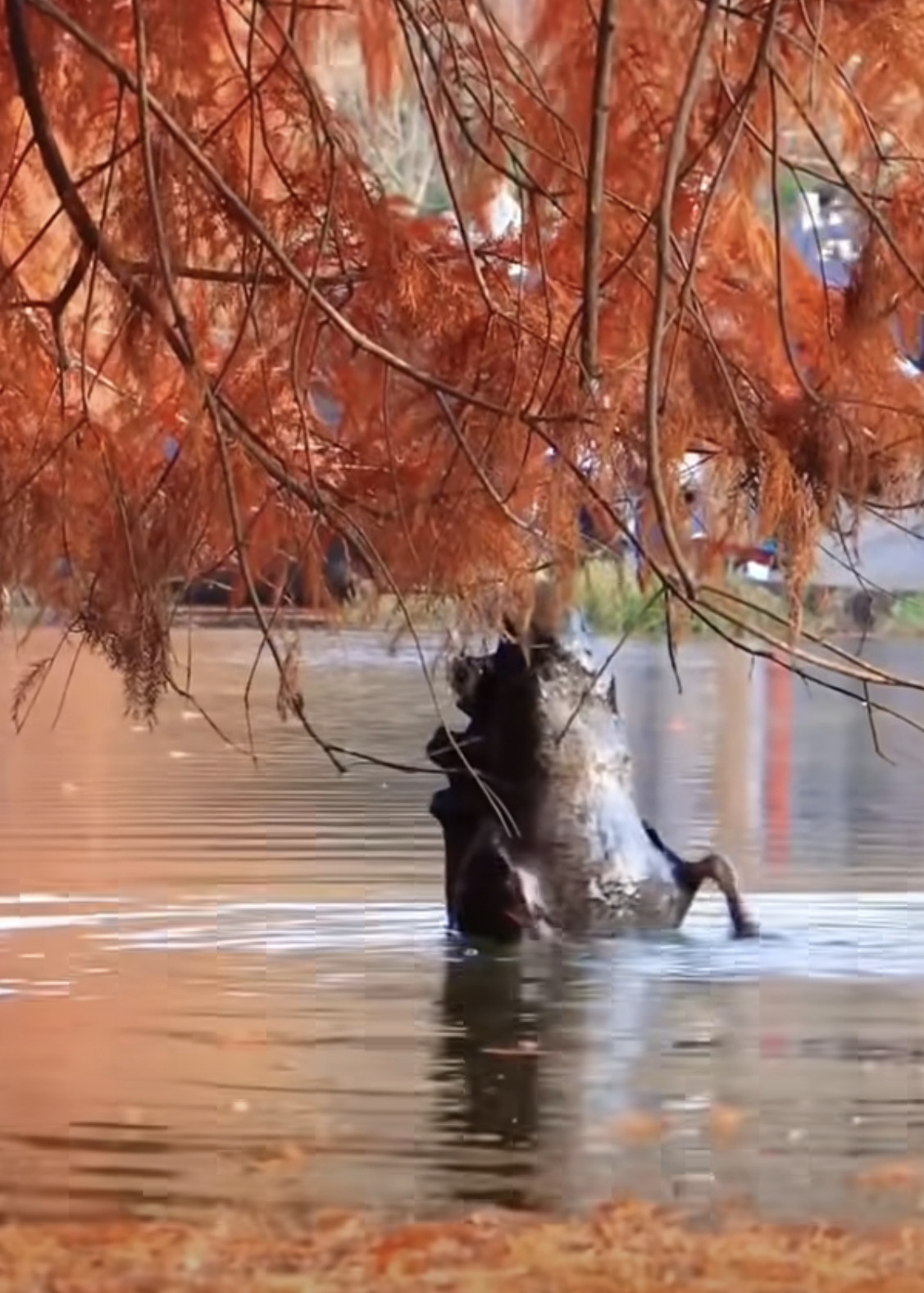天鹅被误认为大蛤蟆你还别说，你还真别说，这么看真的还挺像的，就跟葫芦娃里面的那个
