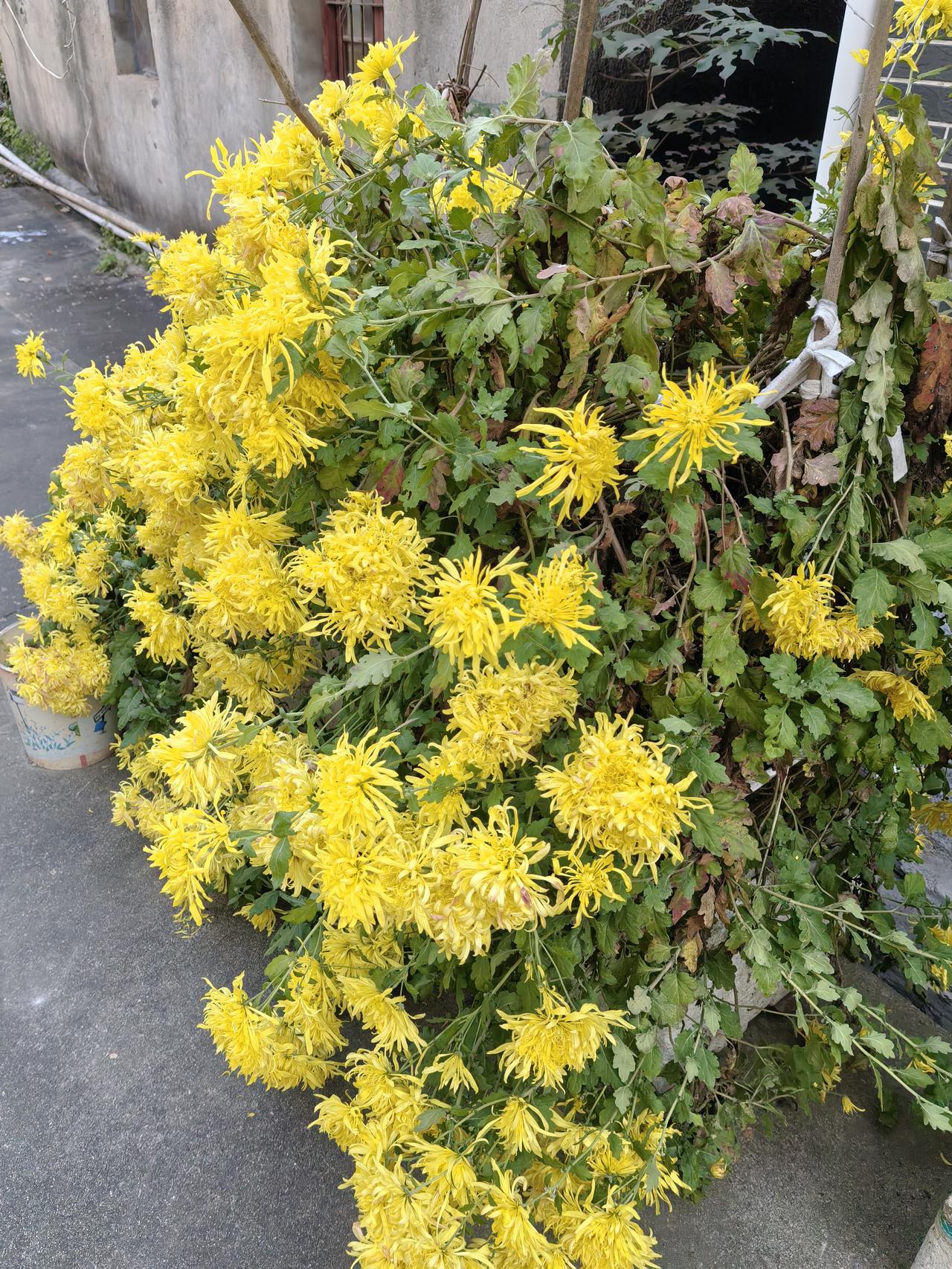 赴黄石接娃，被丈母娘家的秋菊美到心醉忙完连日的琐碎，终于盼来休息日，第一要