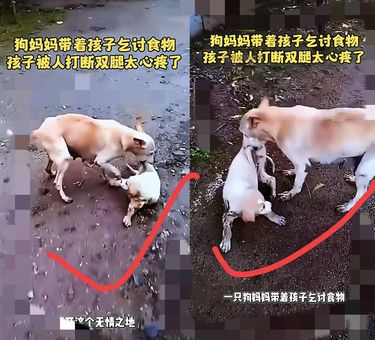 真的被气到发抖！一只流浪狗妈妈带着幼崽讨口饭吃，怎么就碍着别人