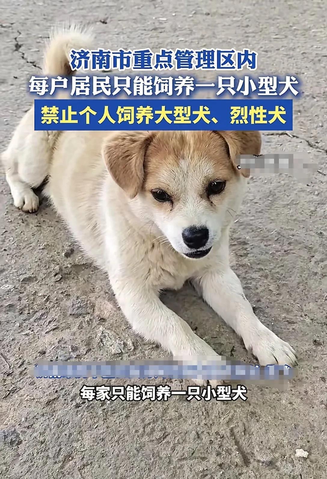 对于养狗，很多济南人还存在着误区，不知道能养什么狗，养几只狗。按照规定济南市居民