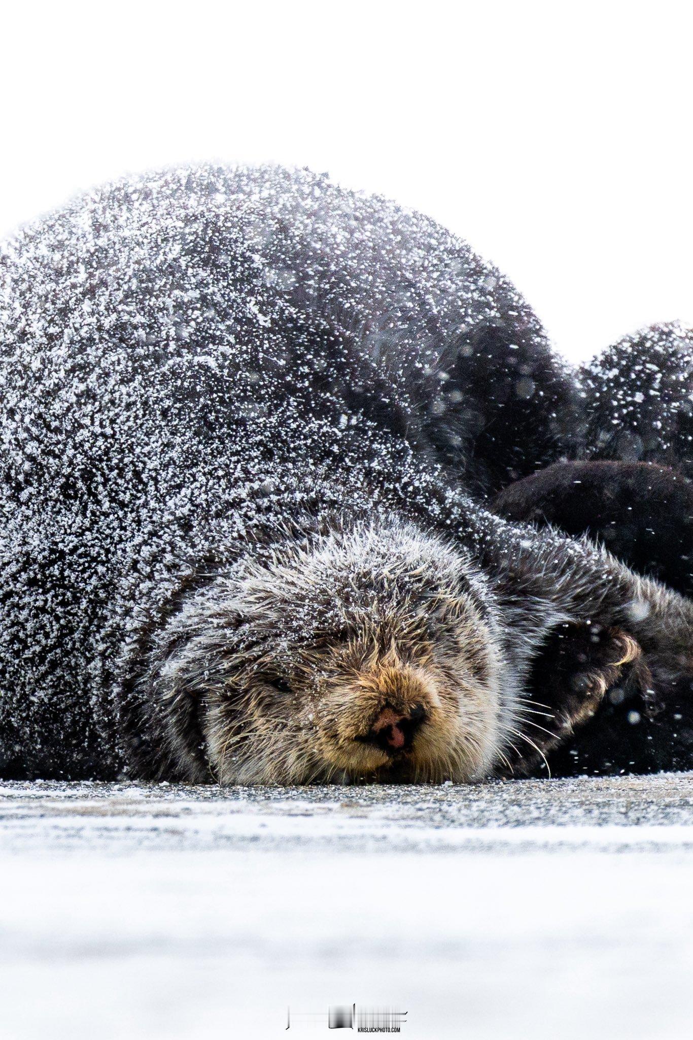 特别喜欢的一位野生摄影师~镜头下的鼬条特别可爱【推：KrisLuckenbac