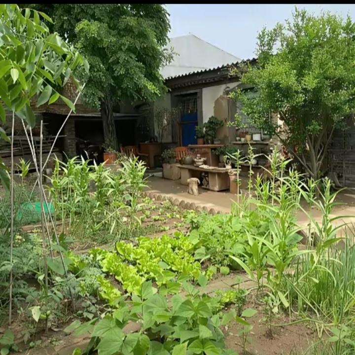 城市退休的一对夫妻，在我们村租了一户农家老院，一个月500元，他俩稀罕的不得了，