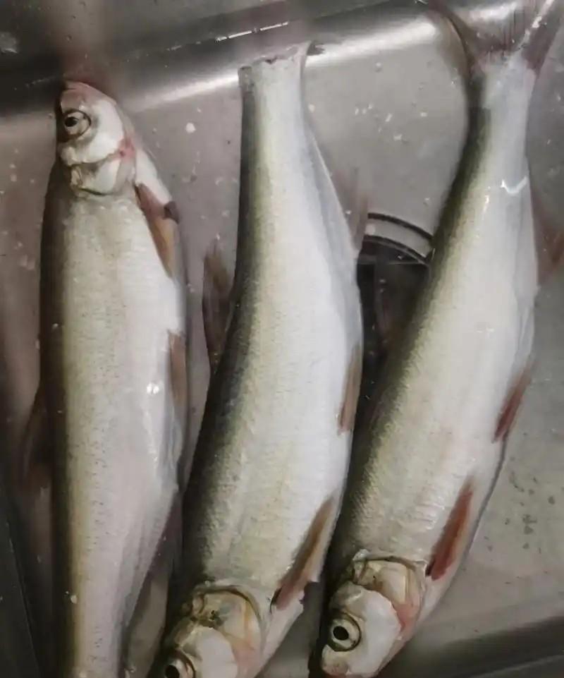 难怪《藏海传》大结局只提藏海带走了癸玺，却唯独没有交代那三条铜鱼的下落，难不成