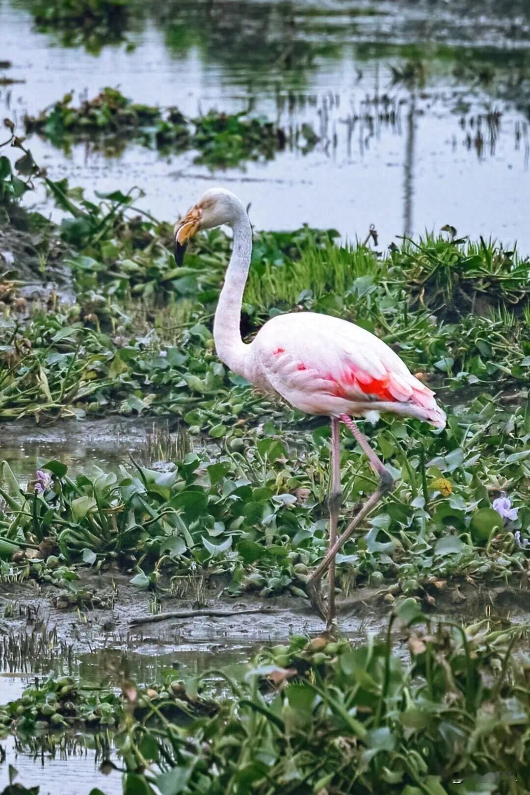 一只孤独的火烈鸟。通体粉红的长腿火烈鸟“小红”，已连续四年在武汉沉湖湿