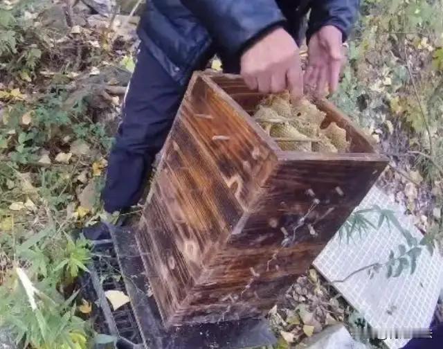 根据浙江诸暨警方公布的信息及民法典相关规定，就邢女士与徐先生的蜜蜂纠纷案分析如下