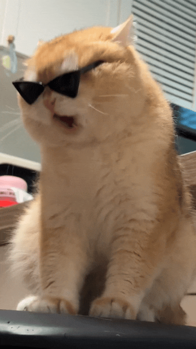 刷到这段视频，直接把我给逗乐了。铲屎官给橘猫安排上小墨镜，本想走个霸气酷飒路线