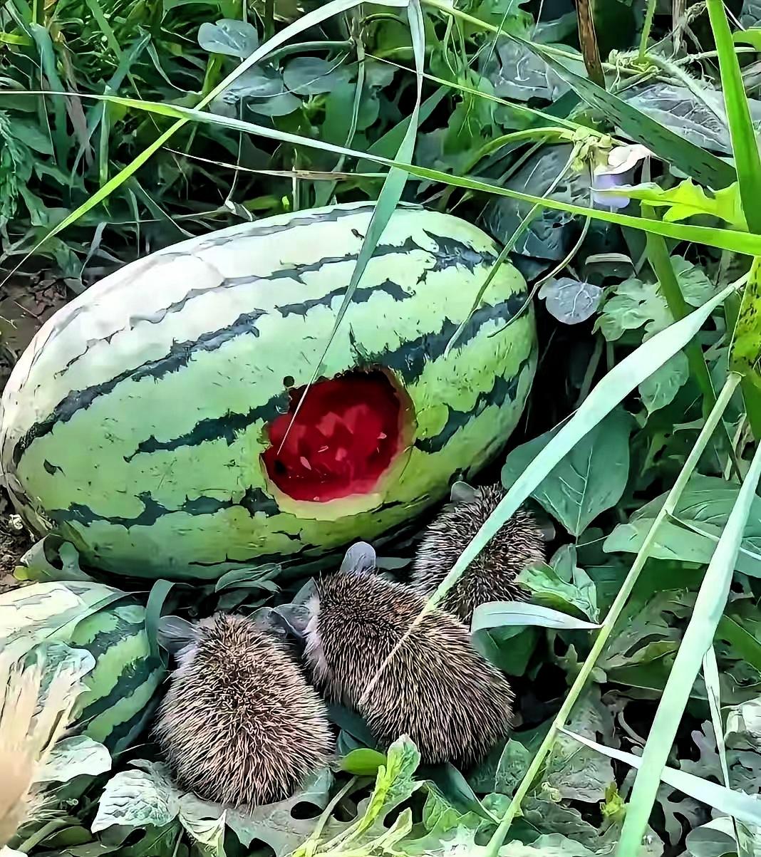活该你发财！”，山东淄博农户陈守田在自家瓜田劳作时，突然看到一只刺猬在偷吃自家的