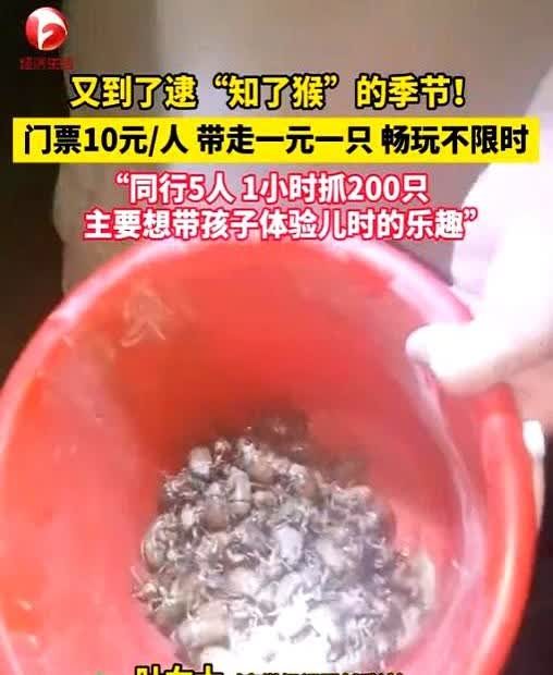 “简直就是捡钱啊！”2025年6月，江苏徐州，一老板为了赚钱，开放自家“知了猴”