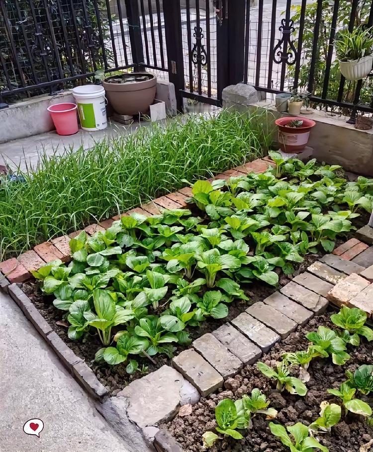 回老家惊到了！荒了好久的院子被邻居种满蔬菜，还主动说随便摘，山楂卖的20多块钱特