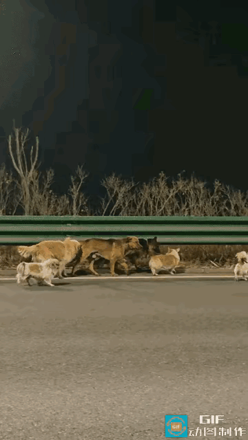 七狗下天山？这不是神话，是现实里最戳心的狗狗归途！被偷狗贼掳上高速关进笼子，