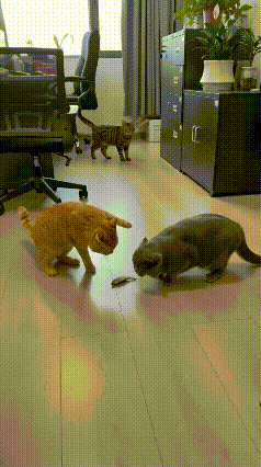 真的要被猫咪的勾心斗角笑不活了！画面里的橘猫和蓝猫，盯上了同一条小鱼，瞬间