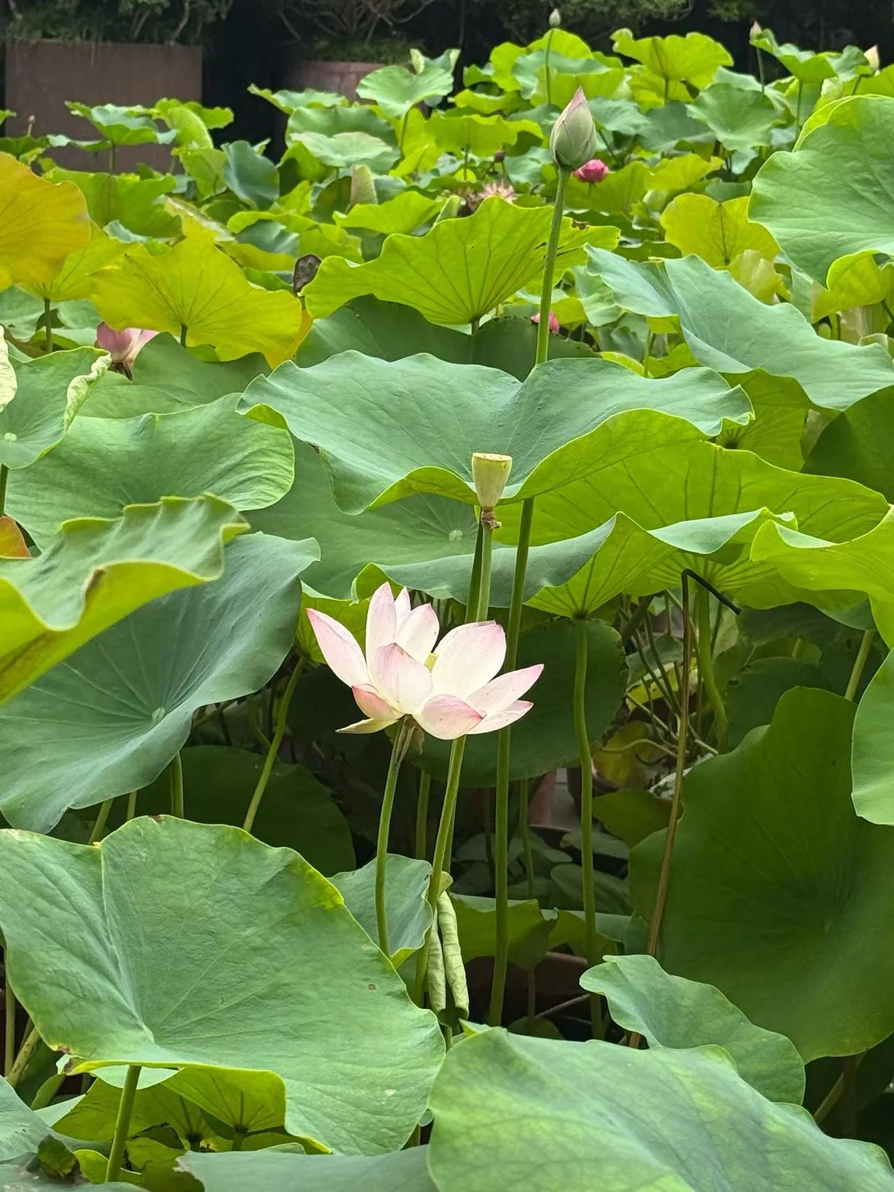 这个季节最美的荷塘夜色