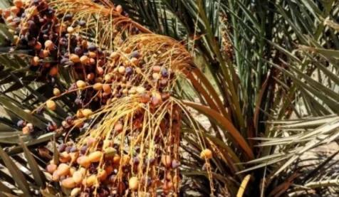 埃及在沙漠种植椰枣，改善了恶劣环境，甚至靠出口赚取了30亿，反观我国，2019年