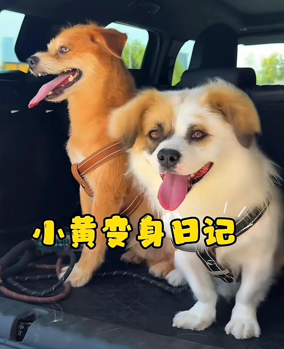 山东烟台，网红流浪狗小黄和小白上演一出变形记，经过一番梳洗打扮，两小只简直帅呆了
