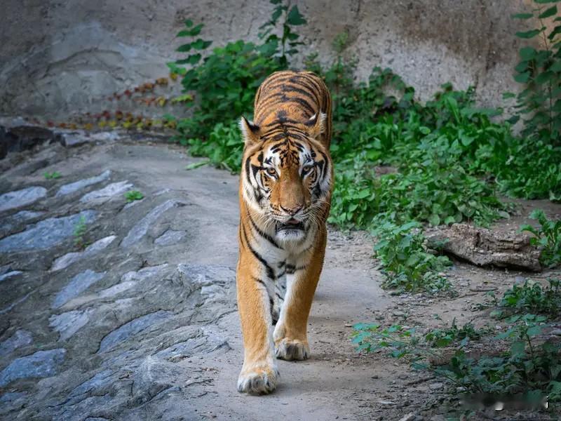“画龙画虎难画骨”这句上联很有意思，它把技艺层面的难点说得很形象。我觉得“知人知