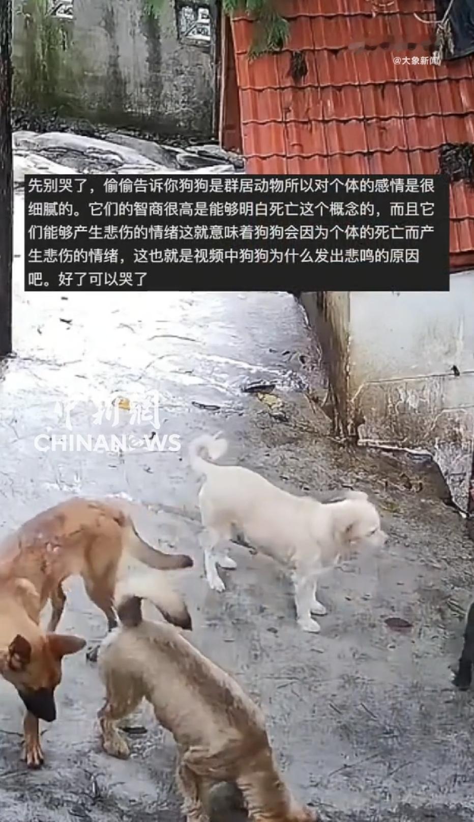 重庆爱益宠物公园，一只白色小狗，起身时突然摔倒在地，再也没站起来，让人泪目的是，