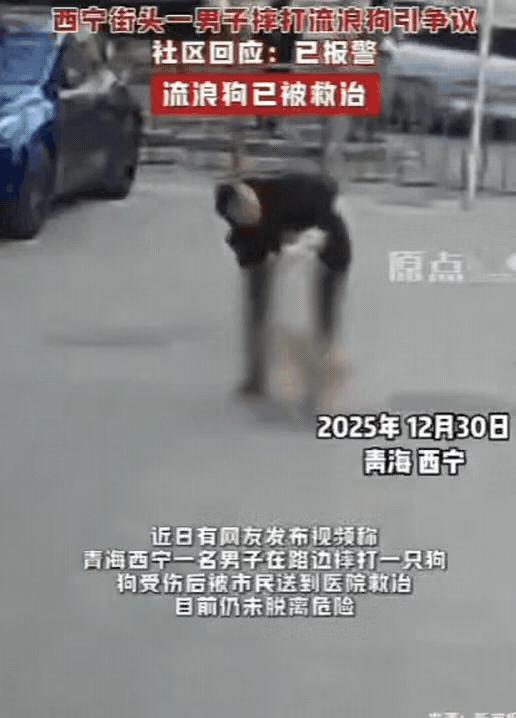 “必须严惩！”青海一男子出门遛狗，不料，狗子却趁他不注意，偷偷和一只流浪狗交配，