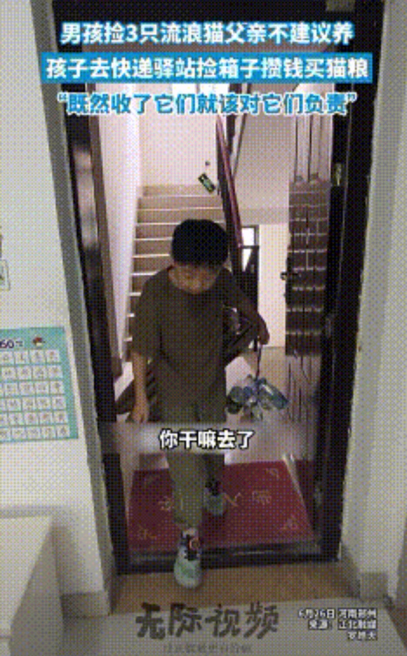 太感动了！河南郑州，一男孩捡回3只流浪猫，爸爸不建议养，然后去快递驿站捡箱子