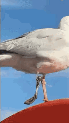 有的人太过分了，小鸟太可怜了。