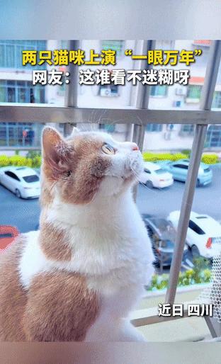 一眼万年这个词竟然用在了猫身上！四川，女子发现家里的小猫咪总是在阳台上抬头看，而