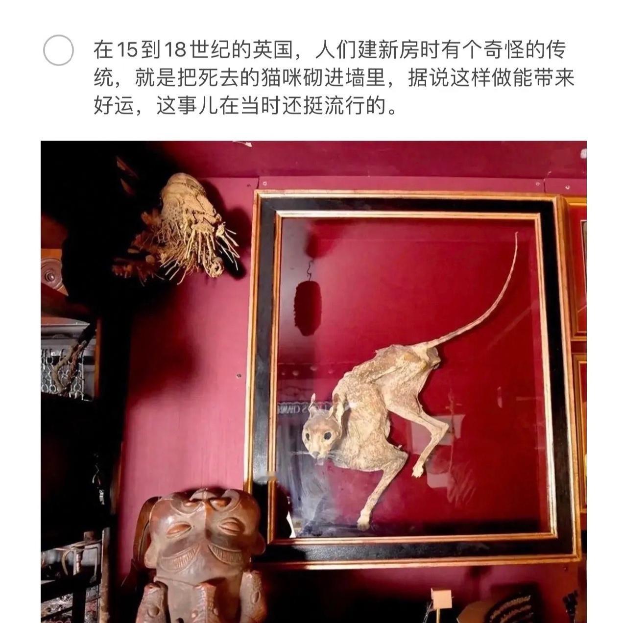 15-18世纪英国的奇特习俗：把死猫砌进墙里以求好运