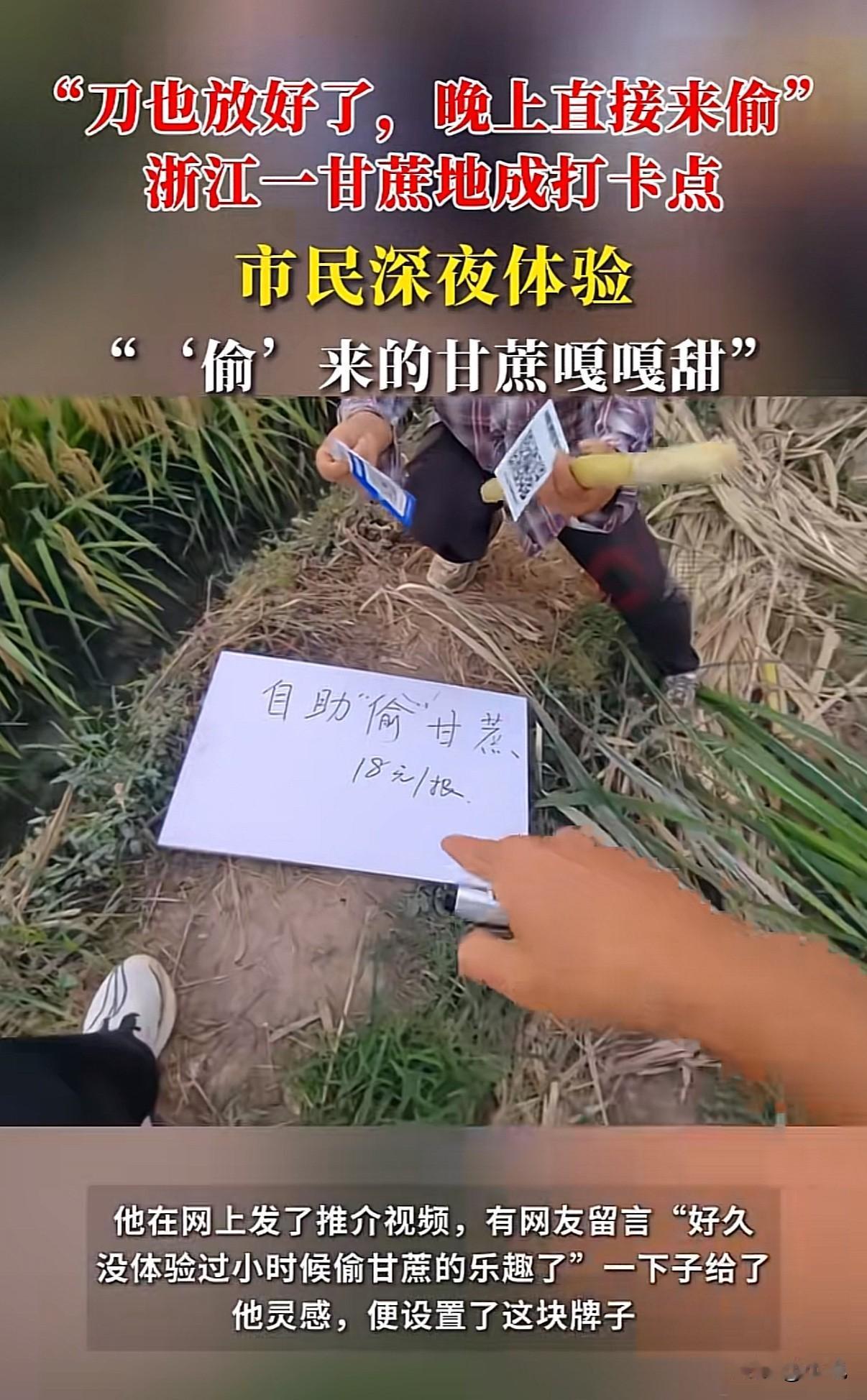 商业天才！浙江一个80后农民王勇龙，在甘蔗地里挂了块牌子，上面写“自助偷甘蔗，晚