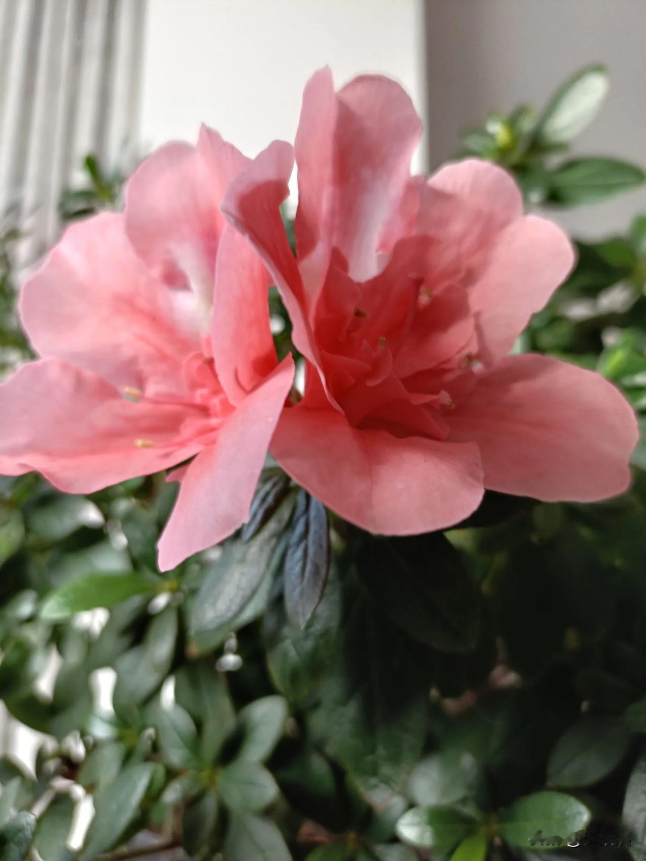 我，养花花败，种草草枯[捂脸哭]就算栽几根葱，它都会死给我看[汗]这盆杜鹃