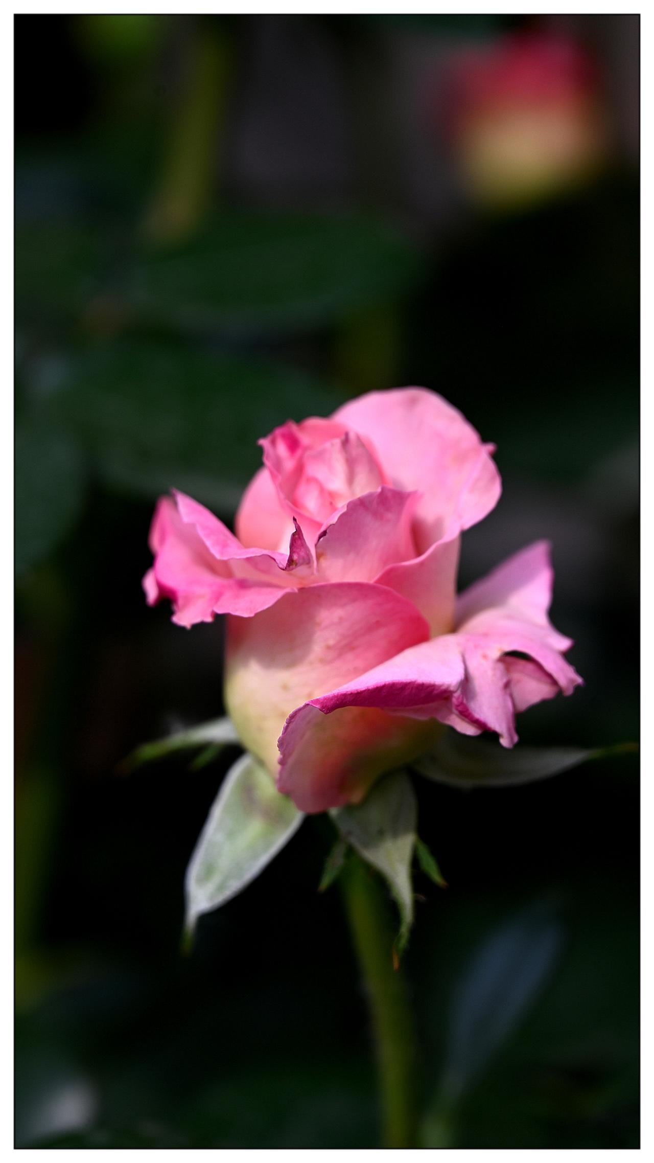 月季花