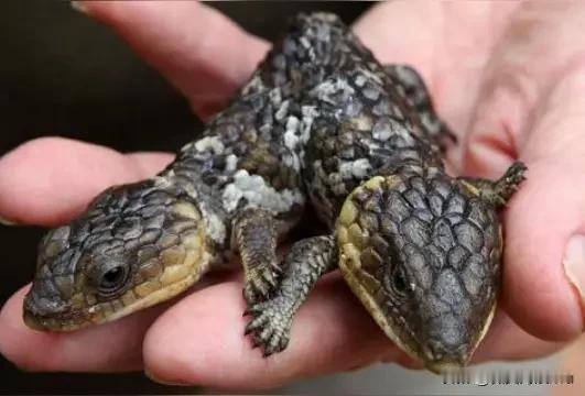 我国有关部门必须守土有责，一定要负起责任。日本扇贝已经大量进入中国市场，有的