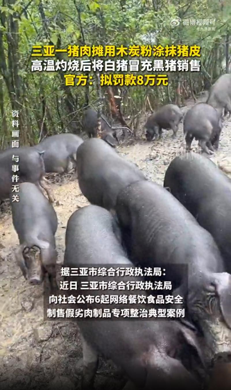 三亚一摊主将白猪抹木炭粉烧黑冒充黑猪售卖, 拟被罚8万元