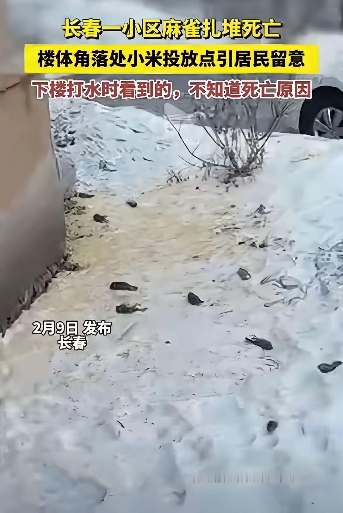 麻雀之死，未必就是投毒2月9号，在长春某小区发现有麻雀死在了投