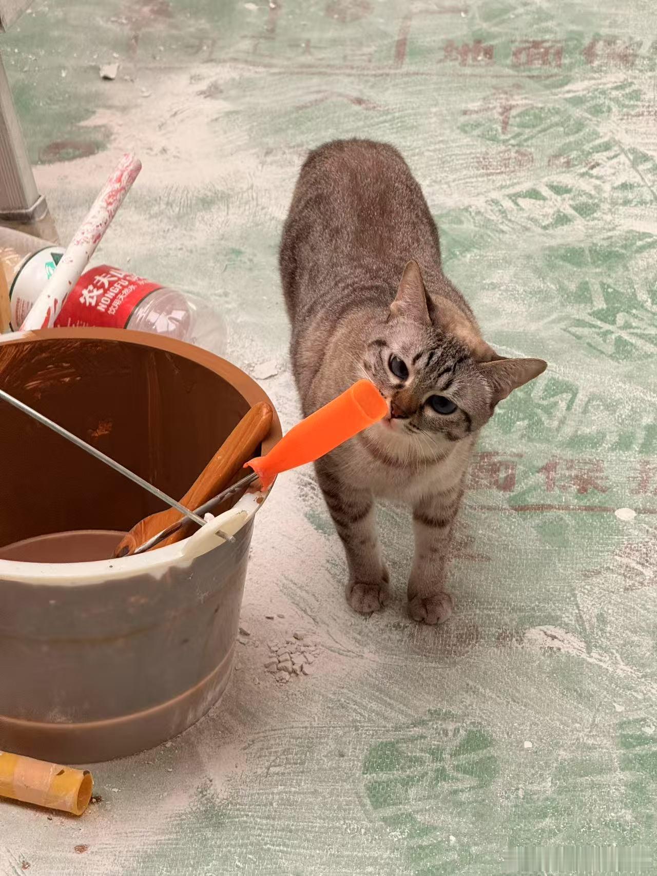 猫师傅，你是做什么工作的？​​​