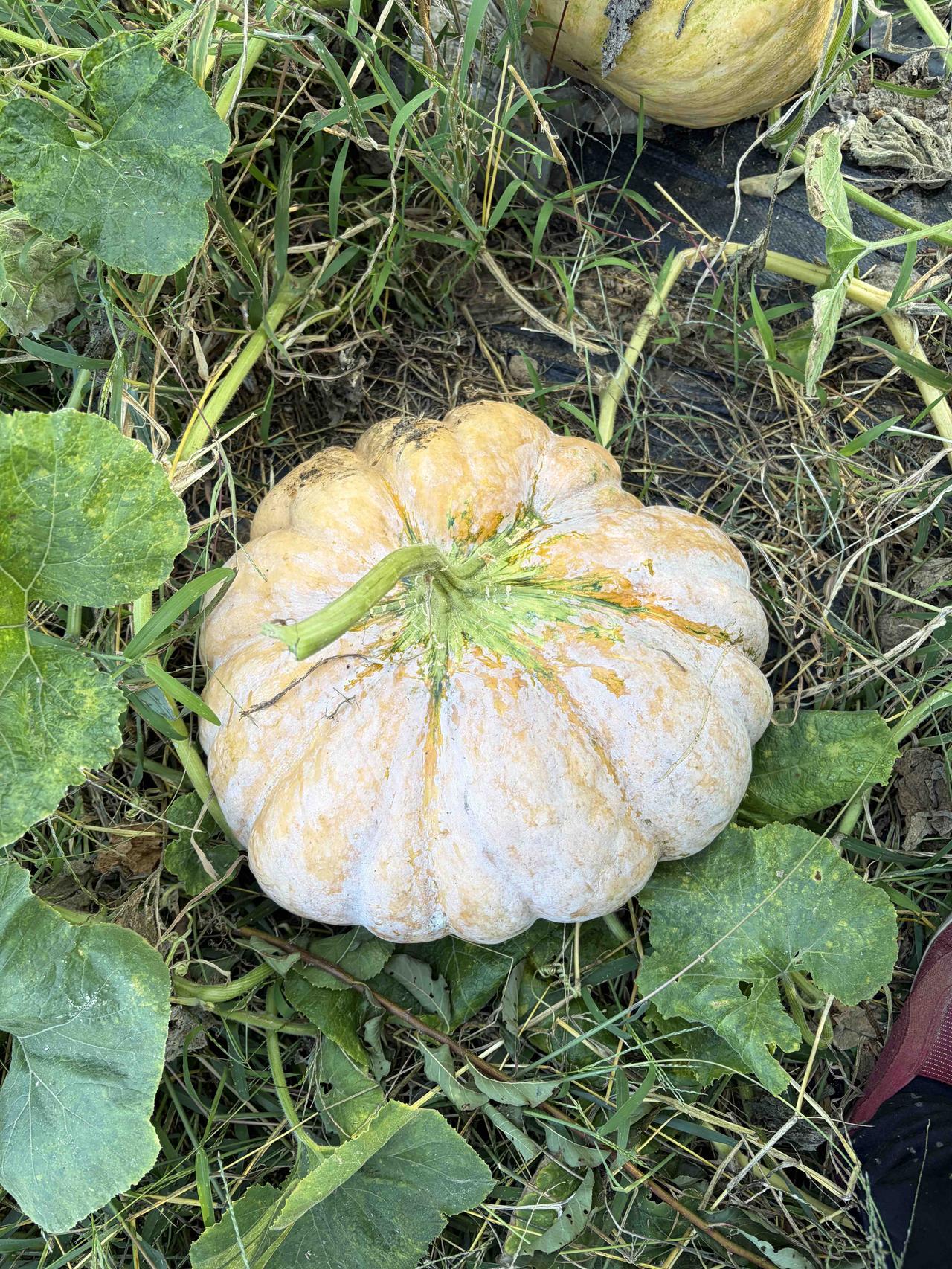 去年回四川，在幺爸家吃饭，婶子焖的磨盘南瓜，粉糯清甜，南瓜原香格外浓郁，我反复确