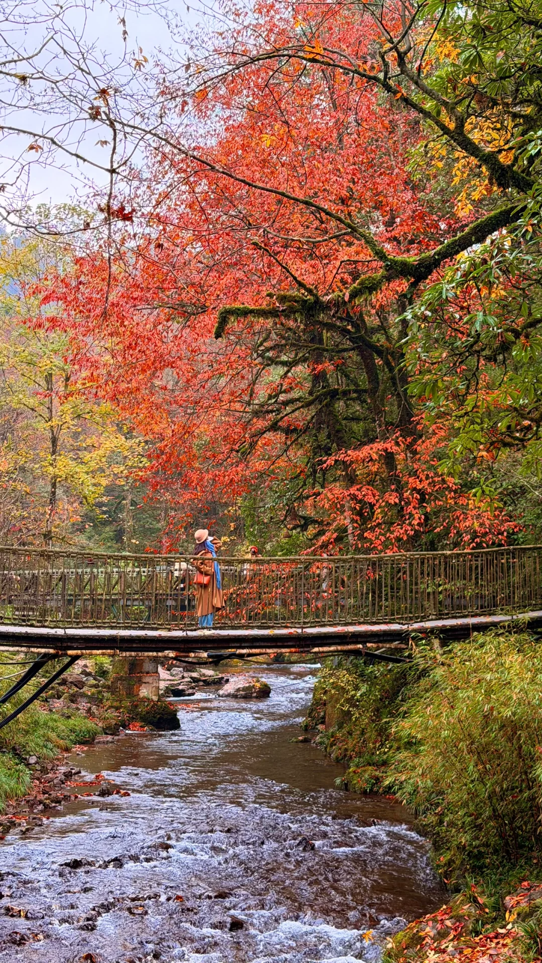 11.18实拍！龙苍沟红叶！你真的很绝啊……