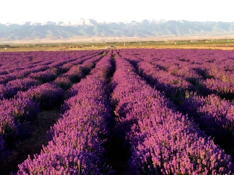 新疆培育出薰衣草新品种“天山飞雪”