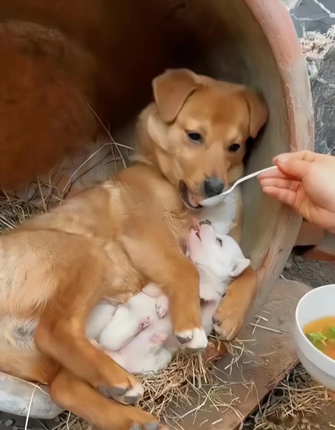 泪目了！一位小姐姐发现她家附近的空地上不知什么时候来了一对流浪狗母子，它们居住在