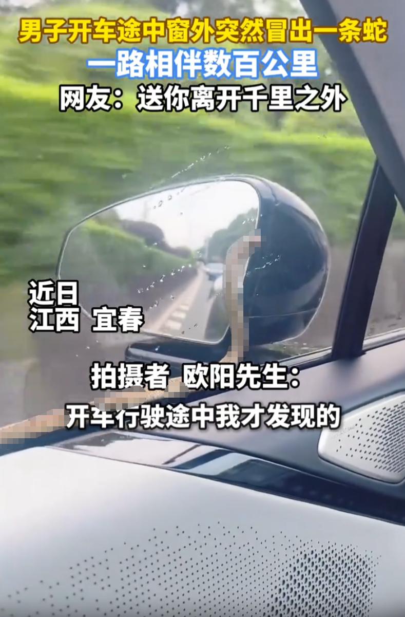 江西宜春，一男子千里长途自驾，半天才发现车窗外侧扒着一条小蛇，悄无声息跟着车子狂